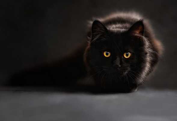 Kiêng cho mèo đen vào nhà trong ngày này