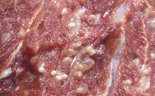 Thịt lợn gạo nhiễm sán