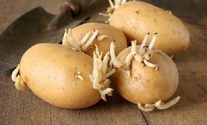 Khoai tây mọc mần không nên ăn