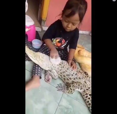Bé gái phủ phấn lên người cá sấu.