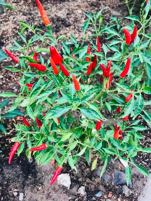 Cây ớt trong khu vườn của nhà Vy Oanh