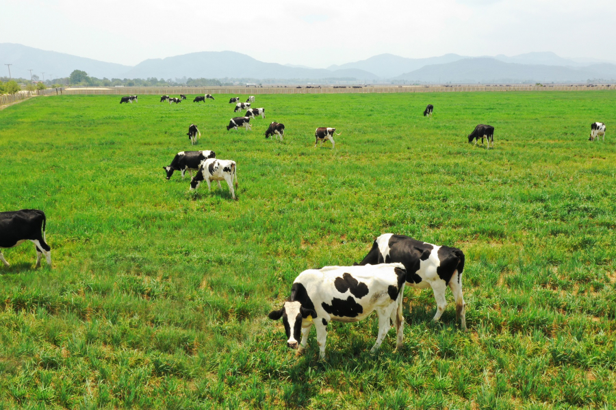 Với thổ nhưỡng, địa hình, khí hậu cùng cao nguyên tương tự như New Zealand, các trang trại bò sữa ở Xiêng Khoảng rất lý tưởng cho việc chăn nuôi bò sữa Organic theo các tiêu chuẩn của châu Âu, Mỹ và Nhật Bản