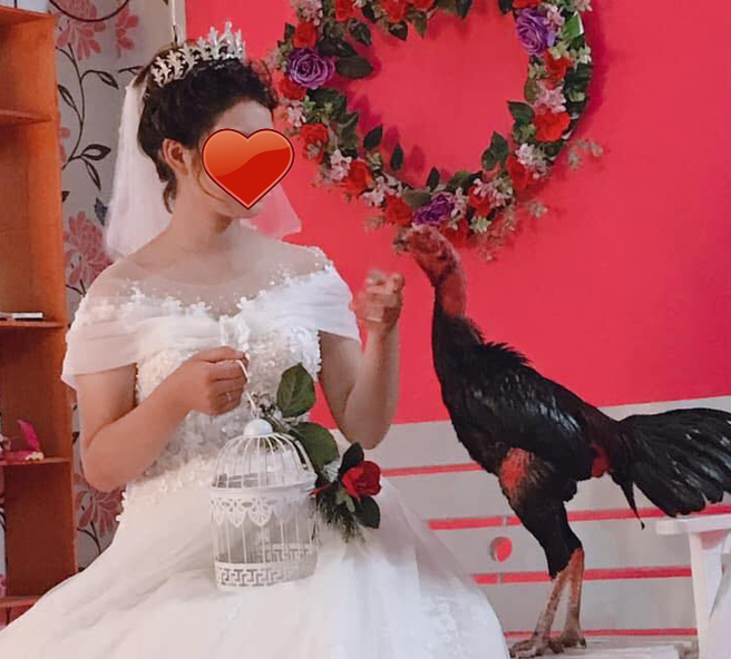 Cô dâu tạo dáng với chú gà chọi trong bộ ảnh cưới.