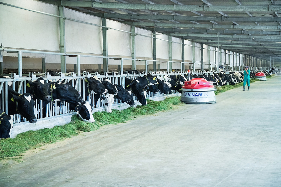 “Resort” bò sữa của Vinamilk tại Tây Ninh có quy mô lên đến 8000 con và được áp dụng công nghệ 4.0 toàn diện trong quản lý và chăn nuôi