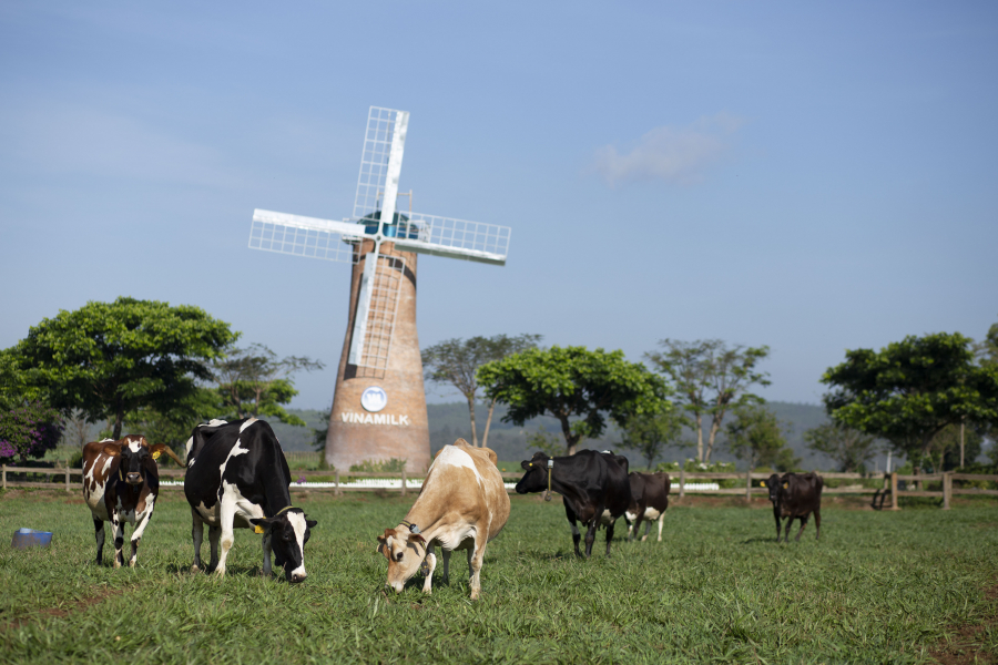 Trang trại bò sữa Organic chuẩn châu Âu đầu tiên của Việt Nam tại Đà Lạt được Vinamilk đầu tư quy mô ban đầu là 500 con bò sữa hữu cơ được nhập khẩu