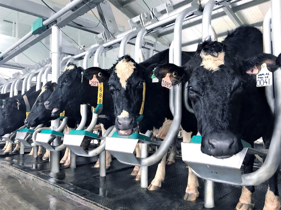 Đàn bò sữa A2 thuần chủng đã được nhập về Việt Nam và hiện đang sinh trưởng tốt tại Tổ hợp Trang trại công nghệ cao tại Thanh Hóa của Vinamilk