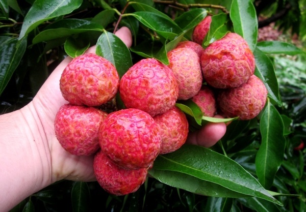 Chọn quả vải còn cả lá xanh tươi ngon hơn