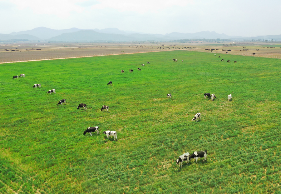 Cánh đồng yến mạch của Tổ hợp bò sữa Organic rộng 5000ha tại Lào được Vinamilk khởi công vào tháng 5/2019