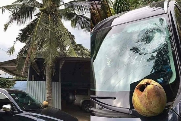 Nhìn quả dừa yên vị trên chiếc kính ô tô mà chủ xe đau lòng.