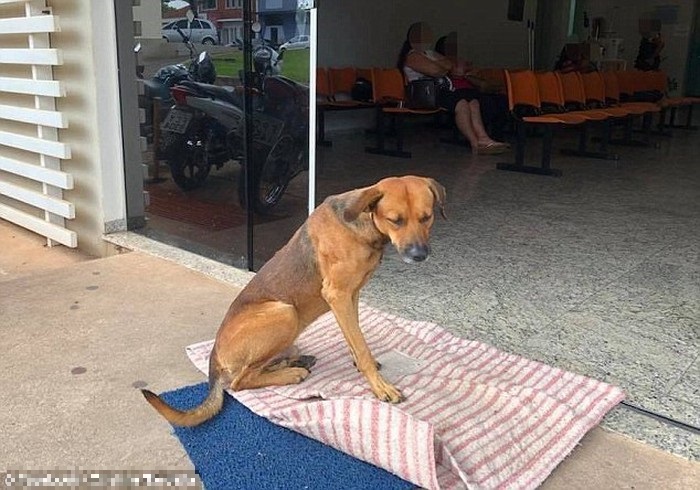 Chú chó ngồi đợi chủ nhân quá cố ở bệnh viện.