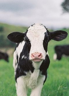 cow cute