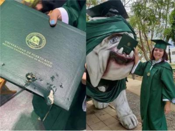 Cô gái bị chú chó cắn nát một góc của tấm bằng tốt nghiệp.