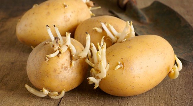 Khoai tây mọc mầm rất độc