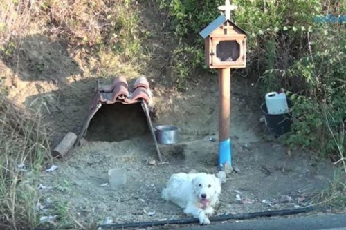 Chú chó được người dân làm cho một ngôi nhà nho nhỏ ở hiện trường vụ tai nạn.