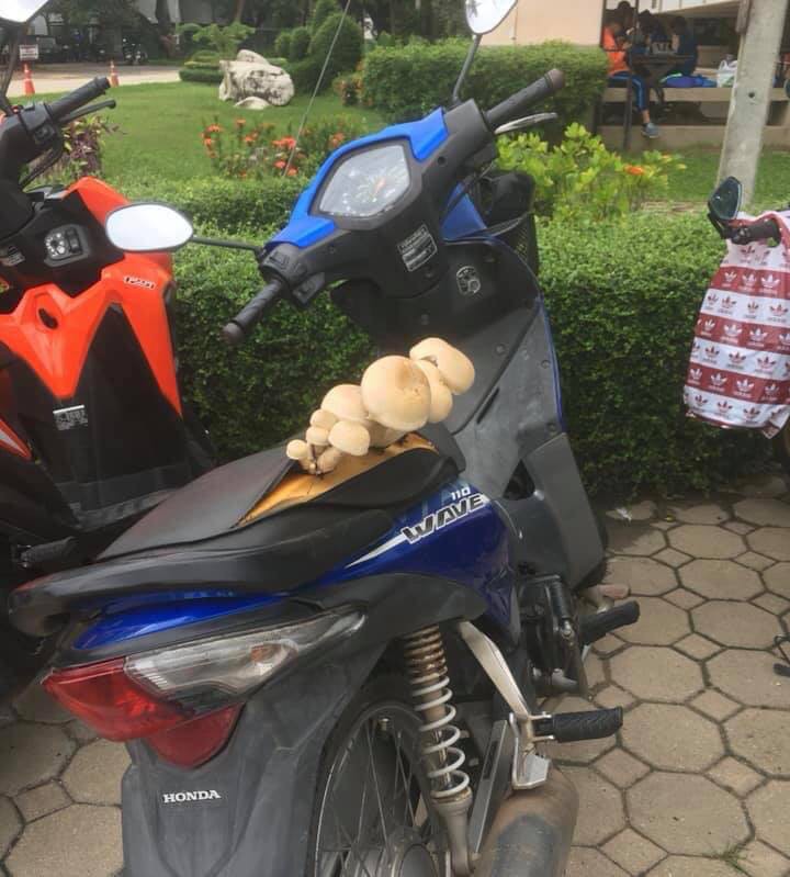 Những cây nấm mọc đầy trên yên xe.
