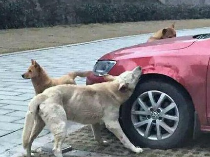 Hình ảnh đàn chó cắn chiếc ô tô.