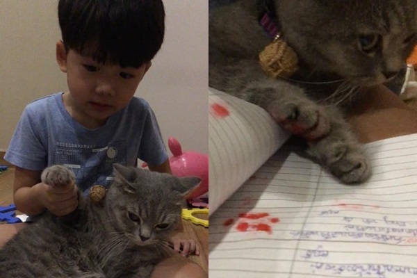 Cậu bé lôi chú mèo ra để bắt ký tên thay phụ huynh.