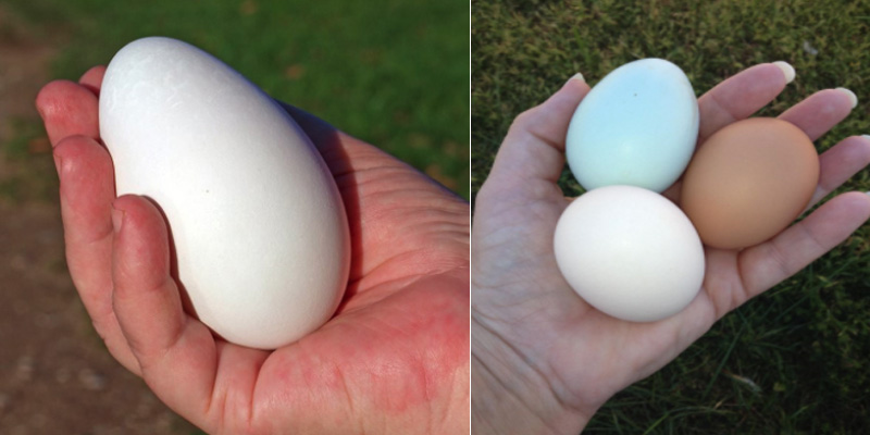 Trứng ngỗng to hơn trứng gà 3-4 lần nhưng lại chứa hàm lượng dinh dưỡng thấp hơn.