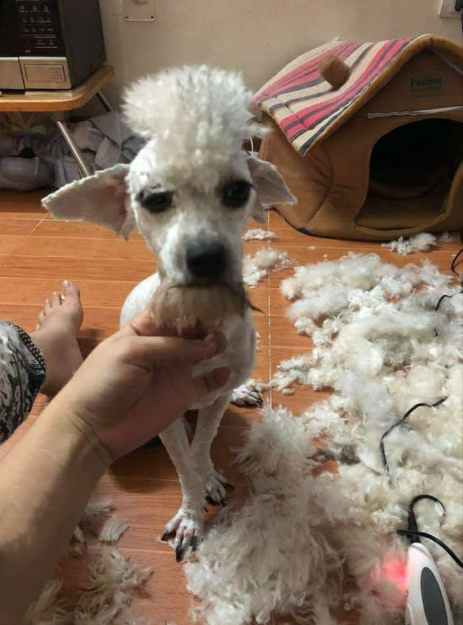 Còn đây là chú chó sau khi đã được cắt tỉa lông.