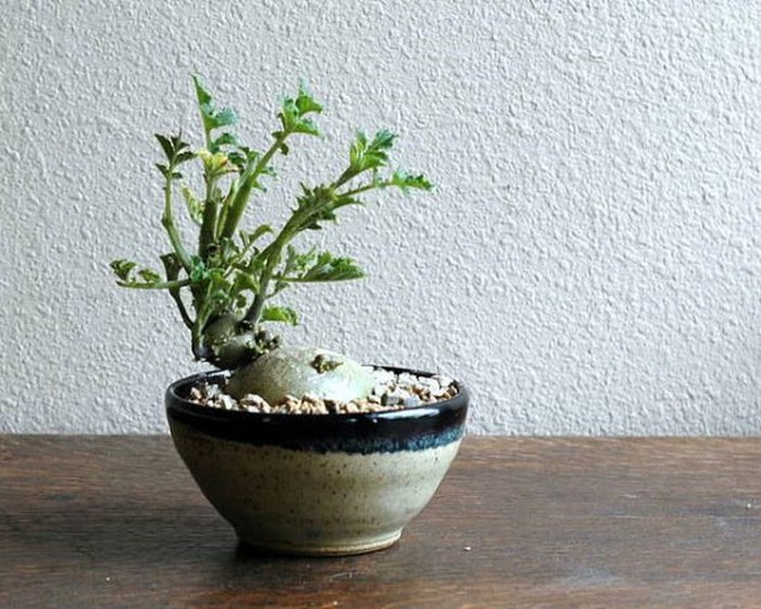 Cây khoai tây bonsai khi trưởng thành
