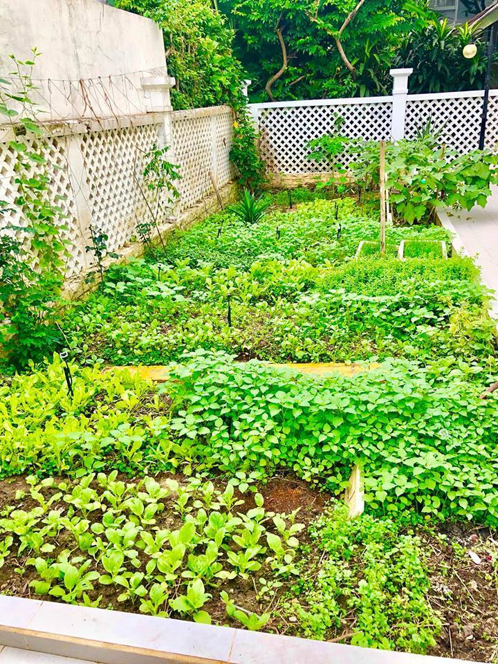 Khu vườn không chỉ dùng để trồng rau sạch mà còn là không gian xanh mát, thoáng đãng cho cả gia đình cô những lúc muốn nghỉ ngơi. 