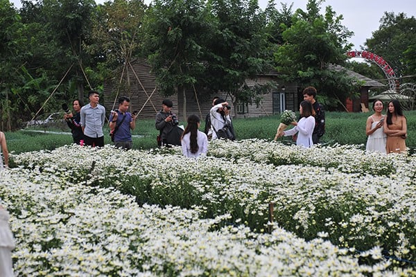 Những luống hoa cúc họa mi nở đầu tiên ở vườn hoa khu vực bãi đá sông Hồng. (Ảnh: Gia đình & Xã hội)