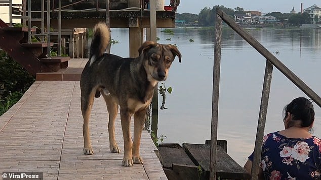 Chú chó vẫn chờ một ngày người chủ sẽ quay lại đón mình.