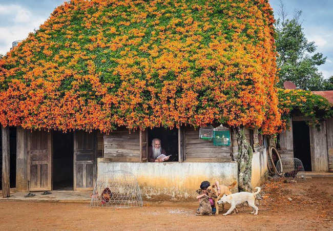 Ngôi nhà phủ đầy sắc hoa ở Lâm Đồng.