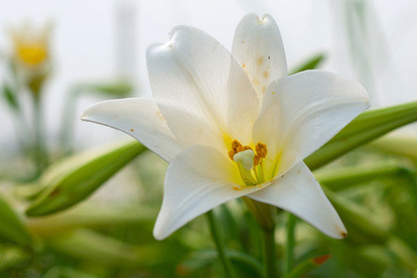 Hoa loa kèn là loài hoa có thể gây dị tật thai nhi