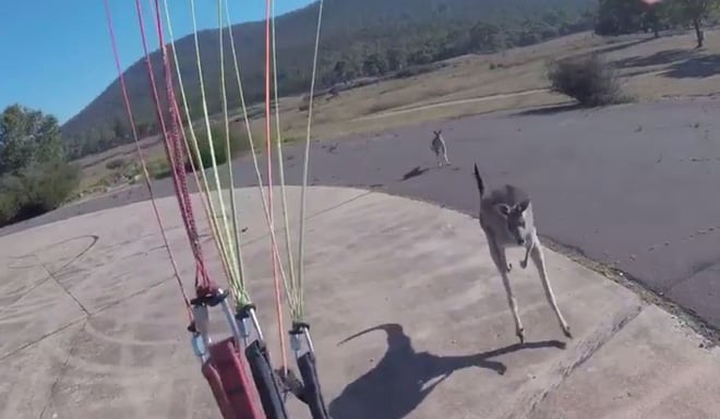 Anh chàng vừa đáp dù xuống đất thì phát hiện ra một con kangaroo đang lao đến.