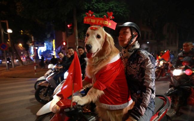 Cún cưng cosplay tuần lộc cùng chủ xuống phố ăn mừng Việt Nam chiến thắng.