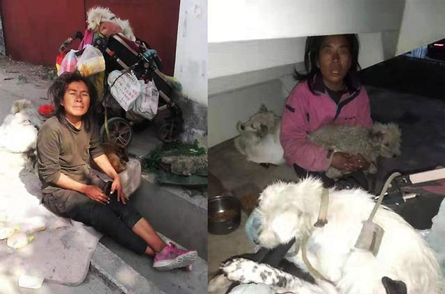 Cô gái bỏ nhà đi lang thang và nhận nuôi 8 chú chó. Ảnh: Sina.  