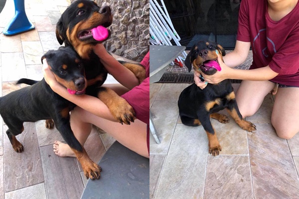 Chiếc lưỡi của 2 chú chó cưng đột nhiên có màu lạ, cô chủ vội kiểm 