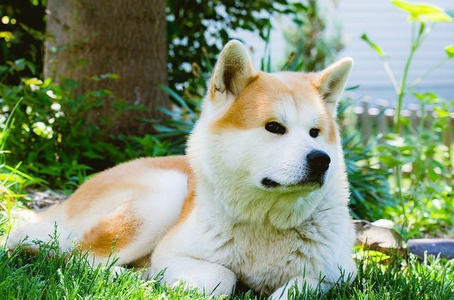 Giống chó Akita thuộc top 10 loại chó đắt nhất thế giới hiện nay.