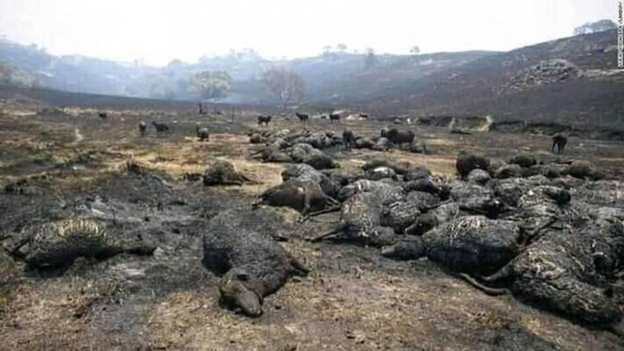 Một bầy cừu đã chết sau đám cháy.