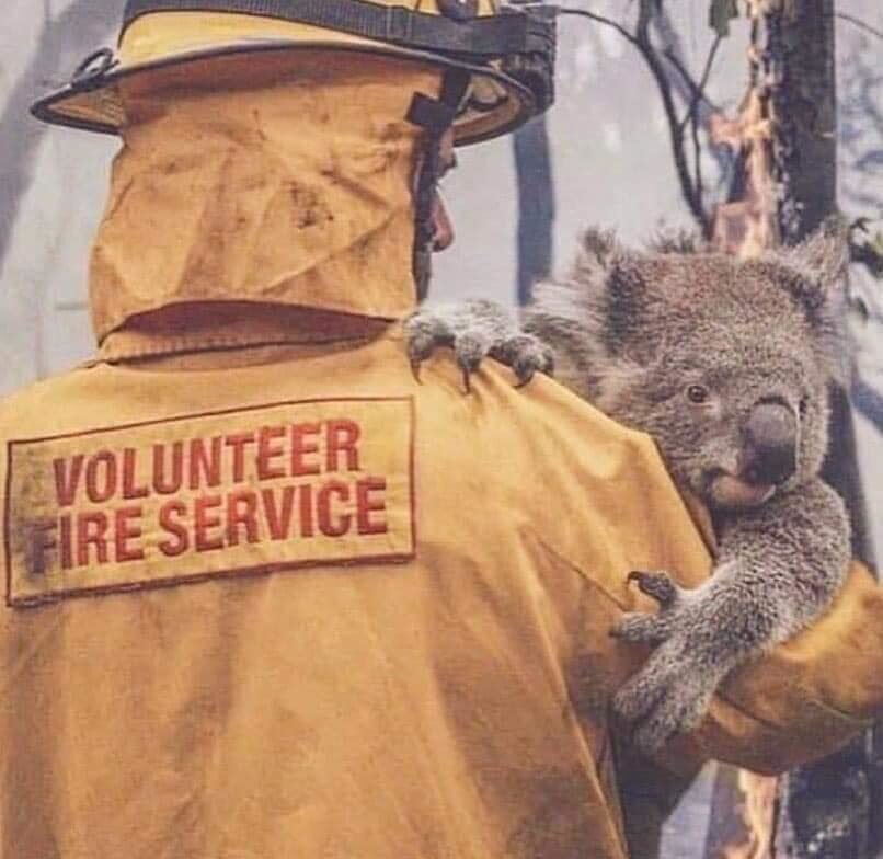 Nhân viên cứu hộ đưa gấu túi ra khỏi đám cháy.
