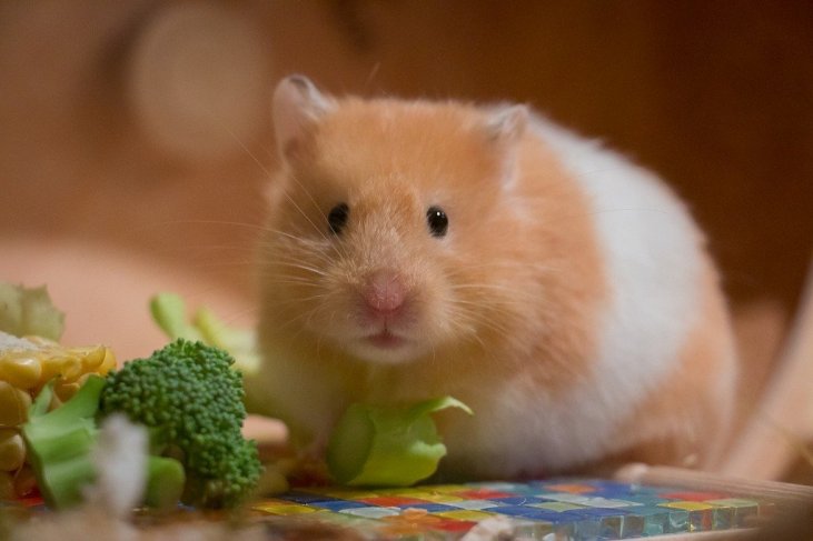 Chuột hamster khá dễ nuôi nhưng khoản đầu tư vào phụ kiện cũng không hề rẻ.