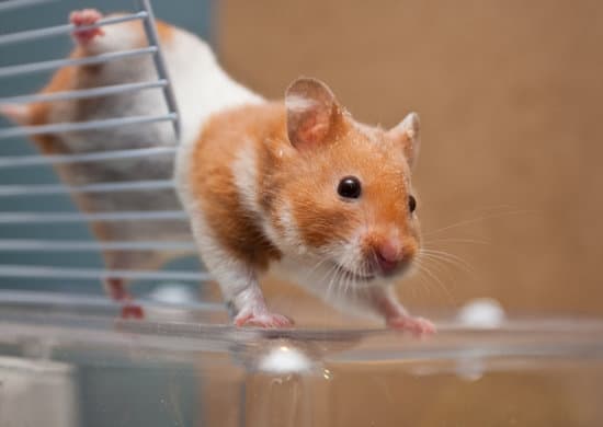 Tuổi thọ của chuột hamster khá ngắn chỉ khoảng 2-3 năm.
