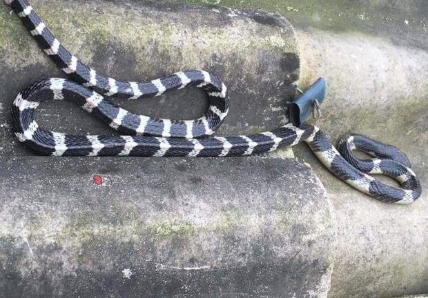 Con rắn độc cắn bé trai 20 ngày tuổi tử vong ở Hà Tĩnh. Ảnh H.H