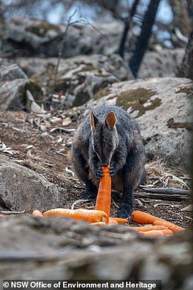 Quần thể chuột túi Wallaby đang đứng trước nguy cơ bị chết đói sau vụ cháy rừng.