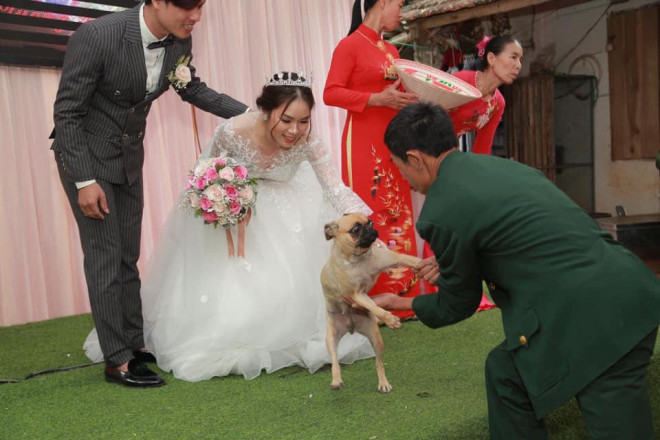 Chú chó nhảy lên sân khấu đòi chụp ảnh với cô dâu, chú rể bị kéo xuống.