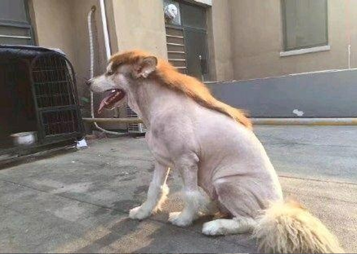 Nhìn bộ lông mới của chú chó này mà ai cũng phải bật cười.
