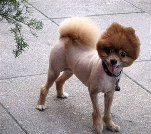 Lại thêm một chú chó có bộ lông độc lạ.