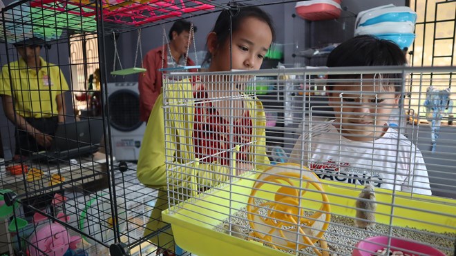 Hiện nay trên thị trường, giá chuột hamster trên thị trường dao động từ vài chục ngàn đến 300.000 đồng mỗi con.