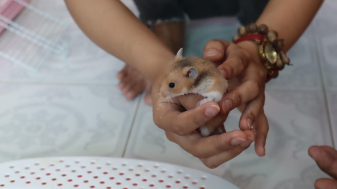 Những chú cuột hamster xinh xắn - linh vật may mắn của năm Canh Tý đang được giới trẻ ráo riết săn lùng