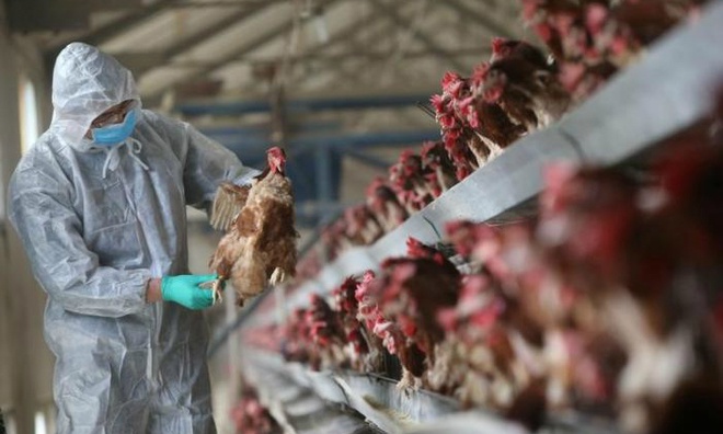 Cúm gà H5N1 xuất hiện tại Trung Quốc trong lúc dịch bệnh viêm phổi cấp do virus corona đang hoành hành.