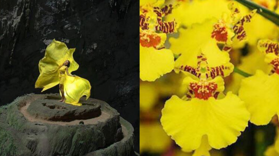 Cư dân mạng đã ví Hhen Niê đẹp lộng lẫy như bông hoa lan vũ nữ 