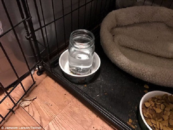 Đây là cách một cậu bé cho chú chó của mình uống nước.