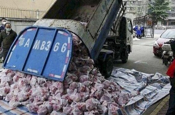 Hình ảnh một chiếc xe rác chở thịt lợn đi giao cho người dân.