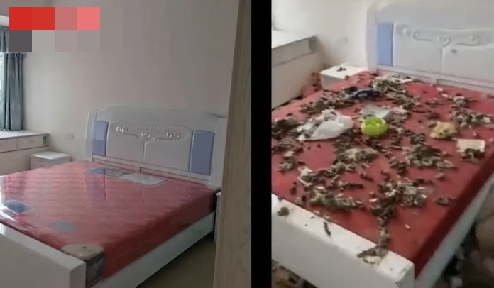Hình ảnh chiếc giường trước và sau khi người chủ cho cô gái thuê nhà.
